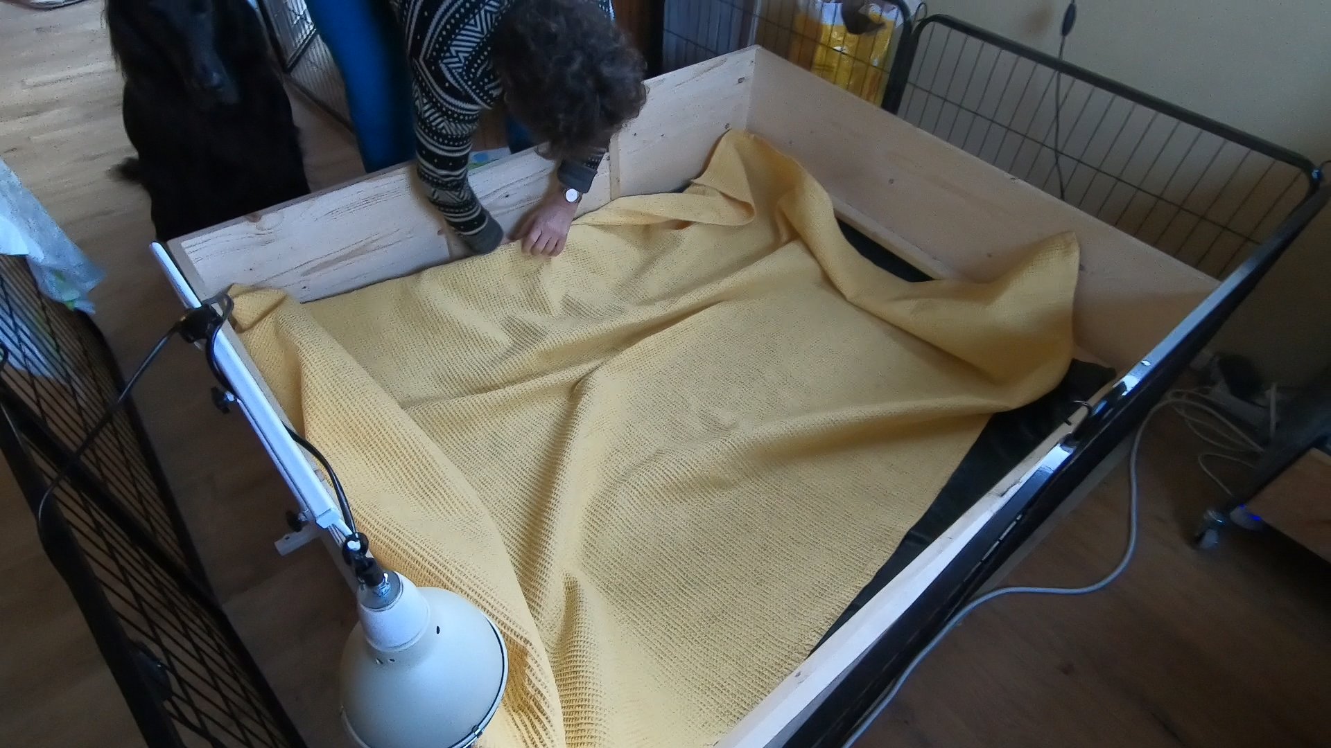 Welpenboxreinigung_Flat_Coated_Retriever_Stormarn.jpg